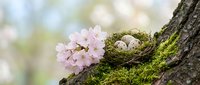 Bird nest with speckled eggs nestled in moss on tree bark beside delicate pink cherry blossoms, symbolizing spring renewal and new life in nature.