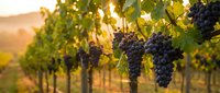 Ripe dark grape clusters hang from vines in a sunlit vineyard during harvest season, with rolling hills and golden light in the background for wine production.