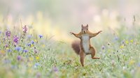 Red squirrel standing upright with arms outstretched in wildflower meadow with purple and blue blooms, expressing joy and freedom in natural habitat.