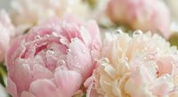 Soft pink and cream peonies with delicate water droplets creating romantic floral arrangement for wedding decor, spring celebrations and feminine design projects.