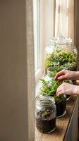 Woman hands creating miniature garden terrarium in glass jar on wooden windowsill with natural sunlight for indoor plant hobby and home decoration.