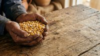 Close-up of farmer's hands holding harvested corn kernels over wooden table, showcasing agricultural produce and harvest season work.
