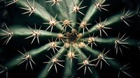 Close-up macro view of green cactus with sharp golden spines arranged in geometric patterns, showcasing desert plant texture and natural defense mechanisms.