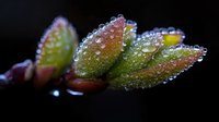 Fresh green leaves covered in sparkling water droplets against dark background, showcasing natural morning dew for botanical and nature themes.