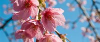Pink cherry blossoms blooming on tree branch against blue sky background. Spring flowering season nature scene for seasonal marketing and garden design.