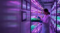 Female scientist in white lab coat examining plants in modern vertical farming facility with purple LED grow lights for sustainable agriculture research.