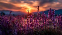 Vibrant purple lavender flowers silhouetted against dramatic sunset sky with orange and pink hues over mountain landscape, creating serene natural ambiance.