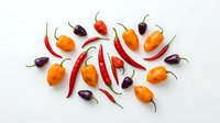 Colorful hot chili peppers variety arranged on white background. Fresh spicy vegetables including red, orange and purple chilies isolated for cooking design.