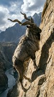 Wild mountain goat with curved horns standing on rocky cliff edge against dramatic mountain landscape and cloudy sky for outdoor adventure content.
