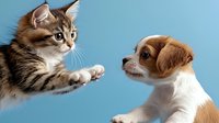 Playful interaction between striped tabby cat and Jack Russell terrier puppy against blue background, showing friendship between pets. Suitable for veterinary and pet care.