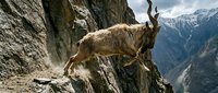 Mountain goat with curved horns standing on rocky cliff ledge in alpine wilderness with snow-capped peaks and dramatic valley landscape in background.