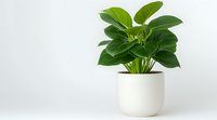 Green Peperomia obtusifolia houseplant with round glossy leaves in modern white ceramic pot against minimal light background, isolated with copy space.