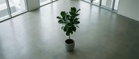 Single fiddle leaf fig plant in black pot on polished concrete floor in modern minimalist office space with large windows creating clean architectural interior.