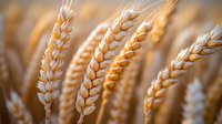 Golden ripe wheat ears in sunlight close up, shallow depth of field. Natural agricultural background showing harvest season in grain field.
