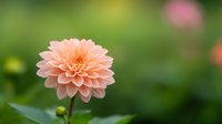 Delicate peach-colored dahlia flower in full bloom against soft green bokeh background, showcasing intricate layered petals and natural garden setting.