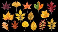 Watercolor autumn leaves set in red, orange, yellow tones, isolated on transparent background. Ready for stickers, clipart, t-shirt design, print on demand, sublimation.