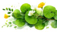 Vibrant green nasturtium leaves with white and yellow flowers on watercolor splashes background, botanical art style composition for nature-inspired designs.