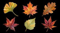 Six watercolor autumn leaves isolated on transparent background, ready for T-shirts, stickers, clipart, sublimation, and print on demand design use.