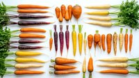 Fresh colorful carrots in various shapes and sizes arranged on white background. Organic rainbow vegetables for healthy cooking and nutrition concepts.