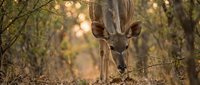 Young kudu antelope standing among thorny bushes in golden sunlight filtering through African savanna trees during warm evening hours.
