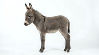 Young gray donkey foal standing in profile on white background, isolated farm animal ready for design projects and educational materials.