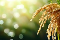 Golden rice grains on stalks against soft bokeh background in morning sunlight, agricultural close-up showing mature paddy ready for harvest.