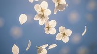 Delicate white cherry blossom petals gracefully falling against soft blue sky background, capturing spring bloom season and natural flower movement.