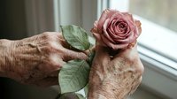 Elderly hands gently holding single pink rose with green leaves by window, symbolizing love, memory, remembrance, care, tenderness, aging gracefully, senior moments.