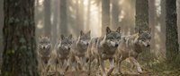 Pack of gray wolves standing together in misty forest with sunlight filtering through trees creating atmospheric wildlife scene for nature conservation projects.