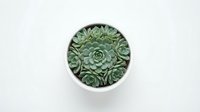 Succulent plants arrangement in white ceramic pot on clean background for home decor and gardening projects.