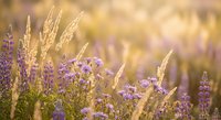 Wildflower meadow with purple blooms and golden grass in warm sunlight creating dreamy natural background for wellness and nature concepts.