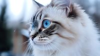 Fluffy ragdoll cat with striking blue eyes in profile view showing detailed facial features and long whiskers against soft blurred background.