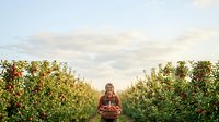 Mature woman farmer holding basket of fresh apples in orchard during harvest season, agricultural work and fruit picking.