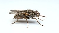 Robber fly isolated on white background, detailed macro view of predatory insect with wings and legs visible for educational and design use.
