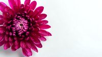 Vibrant magenta chrysanthemum flower with water droplets on petals against clean white background for floral design projects and botanical artwork.