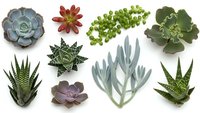 Collection of diverse succulent plants isolated on white background for gardening and home decor projects.