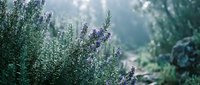 Aromatic lavender plants blooming in natural garden setting with soft morning light and blurred background creating peaceful botanical atmosphere.