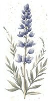 Delicate watercolor lupine flower in soft blue and gray tones with sage green leaves on white background, botanical art style illustration for wall decor.