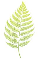 Lime green fern leaf isolated on white background, botanical illustration with delicate fronds and detailed veining pattern for nature-inspired designs.