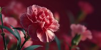 Pink carnation flowers with ruffled petals blooming in garden setting with soft burgundy background for romantic floral arrangements and spring decor.