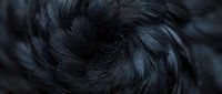 Close-up of dark black feathers arranged in circular swirling pattern creating natural texture background for design projects and artistic compositions.