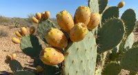 Prickly pear cactus with ripe yellow fruits in desert landscape under blue sky. Desert botanical specimen showcasing natural harvest and arid ecosystem adaptation.