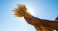 Farmer holding bundle of golden wheat stalks against clear blue sky, harvesting grain crop.