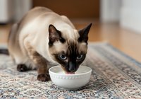 Siamese cat with dark points eating from white ceramic bowl on textured rug indoors, pet feeding and nutrition.