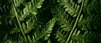 Lush green fern leaves creating natural botanical pattern with intricate details and textures for organic design projects and nature backgrounds.