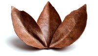 Brown dried seed pod with three symmetrical segments opens like petals against white background, macro nature photography showing organic texture and patterns.