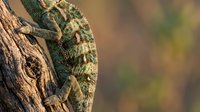 Green chameleon with textured skin resting on tree bark in natural habitat with blurred background for wildlife and nature photography projects.