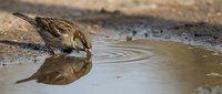 Small brown sparrow drinking water from puddle with perfect reflection creating ripples on surface in natural outdoor setting.