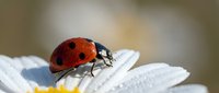 Red ladybug beetle crawling on white daisy flower petals in garden macro photography nature insect wildlife spring summer outdoor botanical closeup.