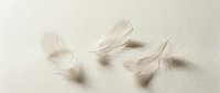 Delicate white feathers floating gracefully against soft beige background creating peaceful minimalist composition for wellness and spa design projects.